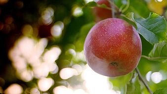 Verband der deutschen Fruchtsaft-Industrie VdF Streuobsternte