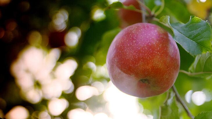 Der Verband der deutschen Fruchtsaft-Industrie VdF Ernteschätzung Streuobstsaison Streuobstäpfel