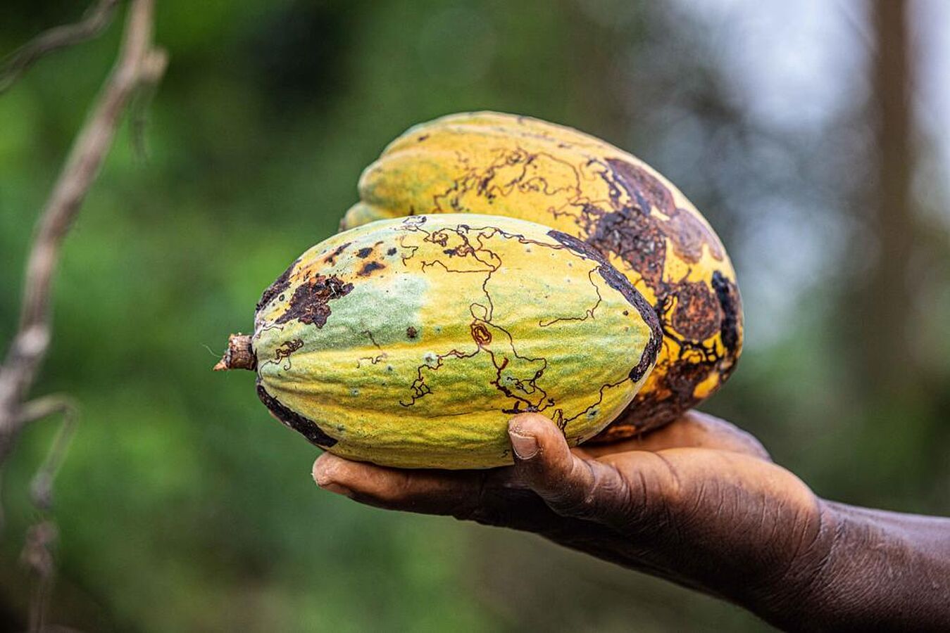 Fairtrade-Kakao verzeichnet Absatzplus | Rundschau