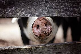 "Schwein" "Schwein"