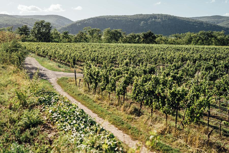 mit-der-natur-interview-mit-steffen-brahner-ber-bio-dynamischen-wein